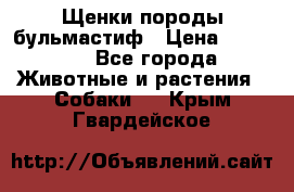 Щенки породы бульмастиф › Цена ­ 25 000 - Все города Животные и растения » Собаки   . Крым,Гвардейское